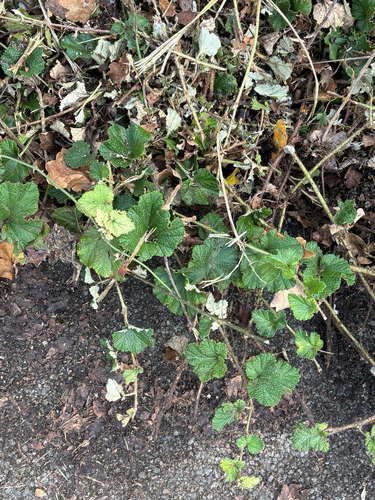 Chinese Bramble