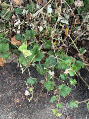 Rubus tricolor, photograph (c) Jose Gutierrez Higa, some rights reserved (CC BY)
