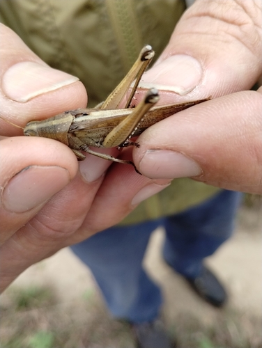 Spotted Bird Grasshopper