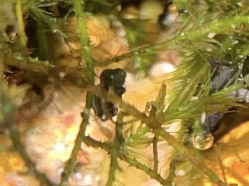 Sculpin Snails