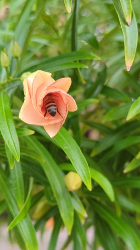 Western Honey Bee
