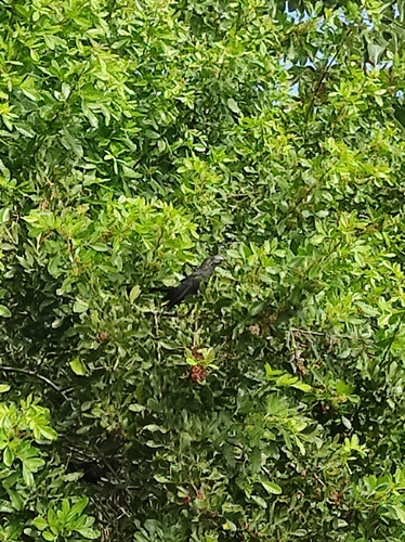 Smooth-billed Ani