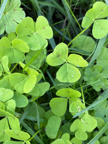 Spotted medick