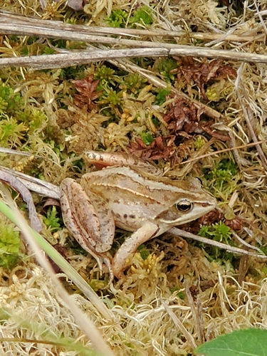 Moor Frog