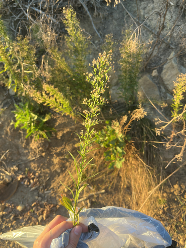 horseweed
