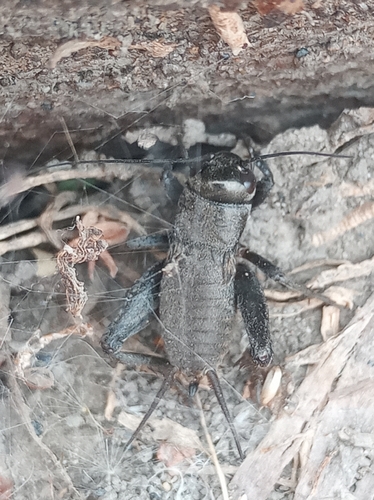 Desert Cricket