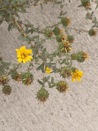 Curlycup Gumweed