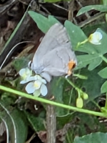 Gray Hairstreak