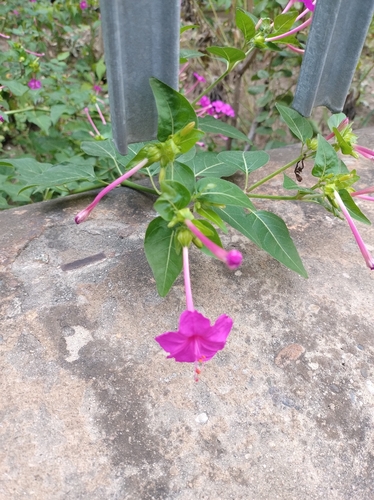 marvel of Peru