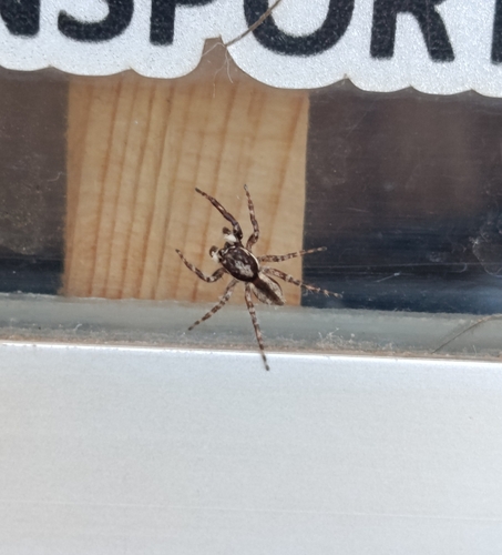 Gray Wall Jumping Spider