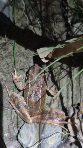Agile Frog