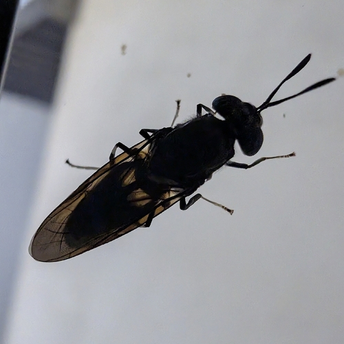 Black Soldier Fly