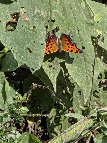 Eastern Comma