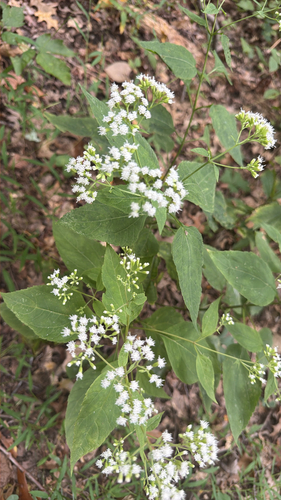 white snakeroot