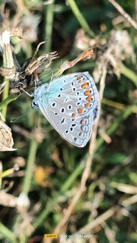 Common Blue