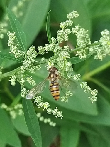 Marmalade Hover Fly