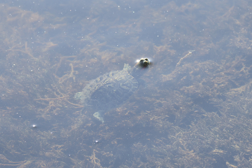 Pond Slider