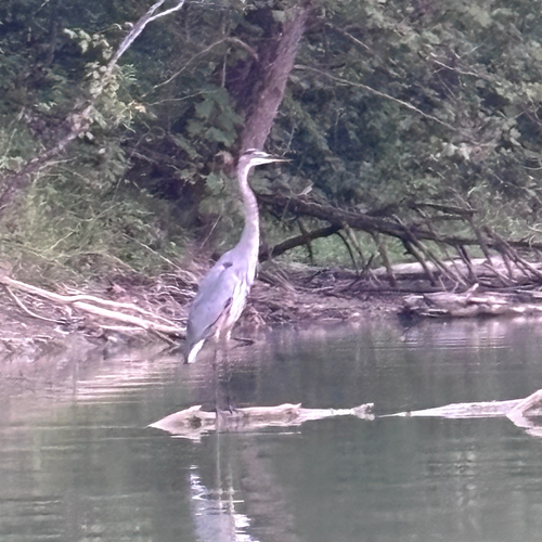 Great Blue Heron