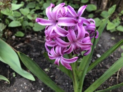 Hyacinthus
