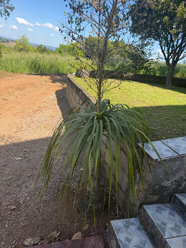 Elephant's-foot