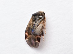 Psallus