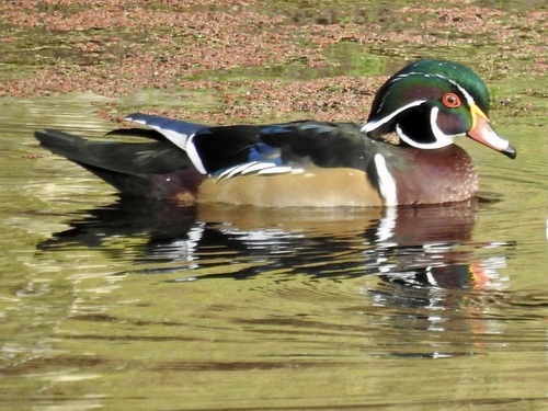 Wood Duck seen in Sonoma Valley
