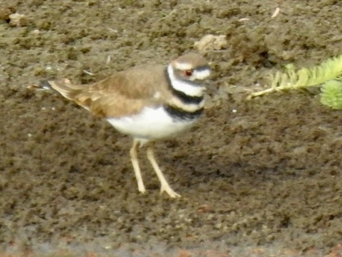 Killdeer seen in Sonoma Valley