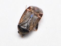 Psallus