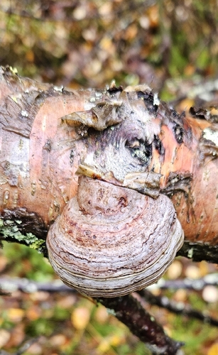 Hoof Fungus