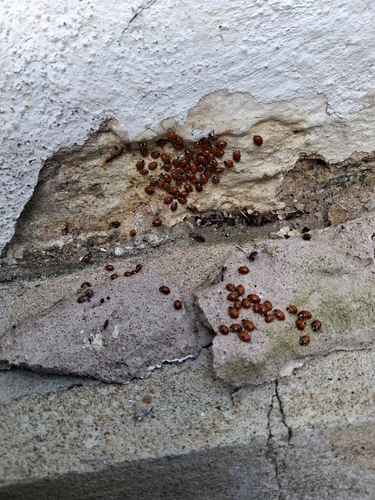 Two-spotted Lady Beetle