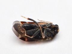 Psallus