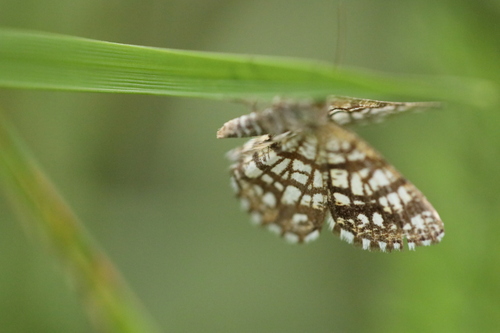 Latticed Heath