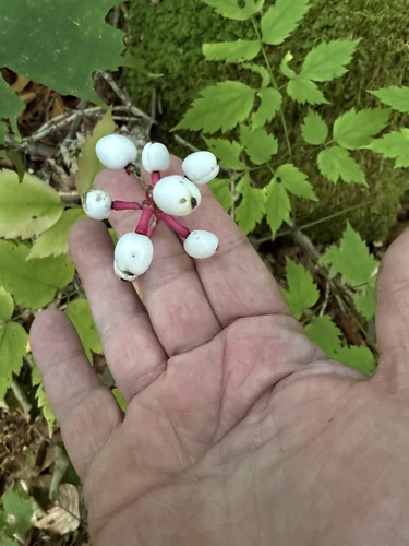 white baneberry