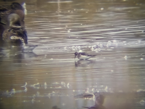 Baird's Sandpiper