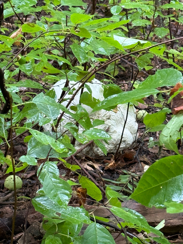 giant puffball