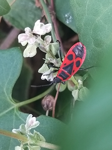 European Firebug