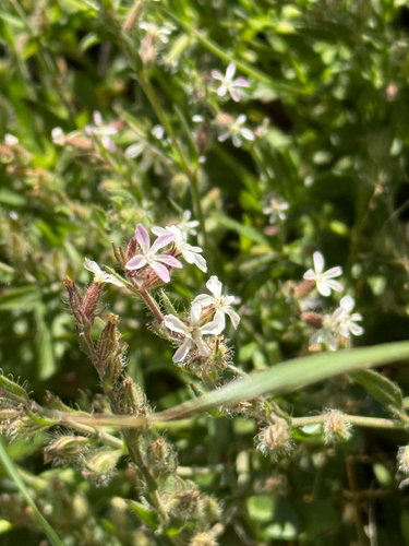 Small-flowered Catchfly