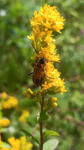 Goldenrod Soldier Beetle