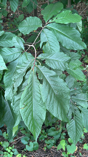 common pawpaw