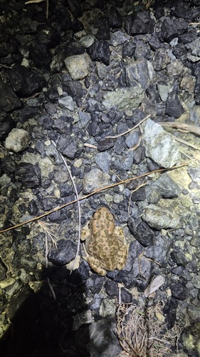 Balearic Green Toad