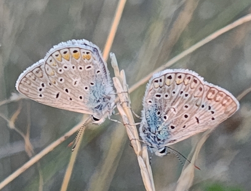 Common Blue