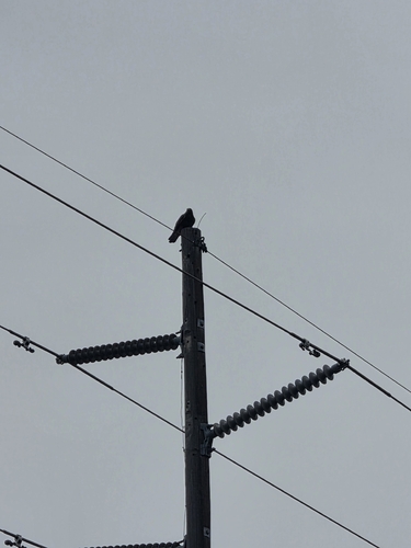 Swainson's Hawk