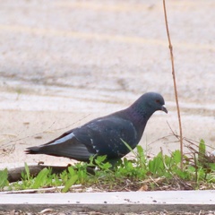 Columba livia domestica