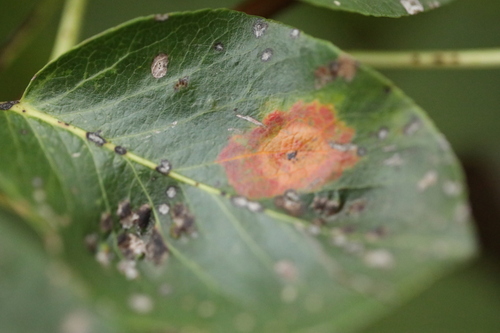 Pear Rust