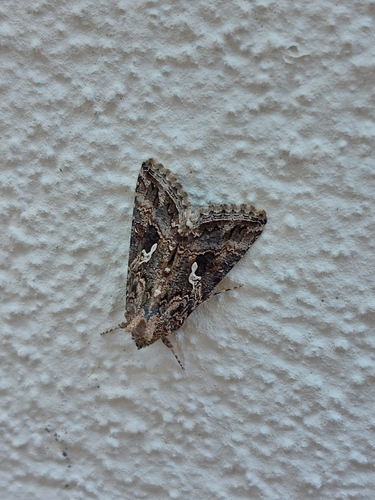 Cabbage Looper Moth