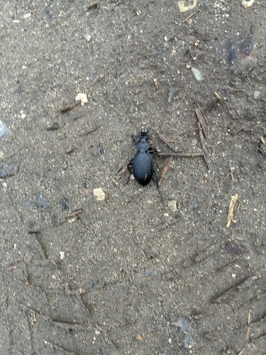 Leather Beetle