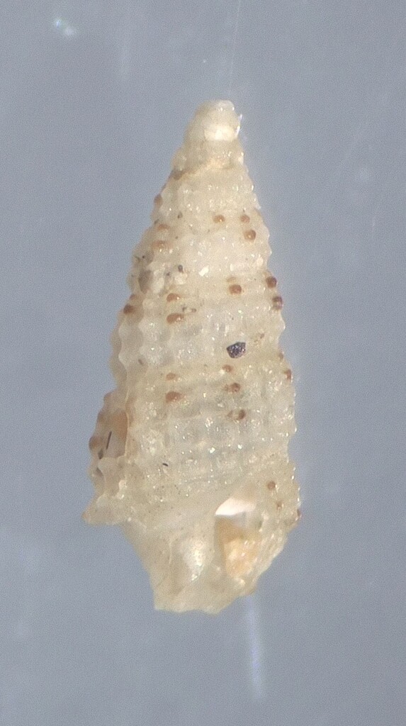 Steironepion piperatum