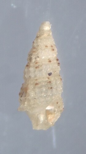 Steironepion piperatum