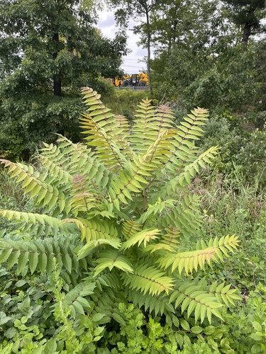 tree-of-heaven