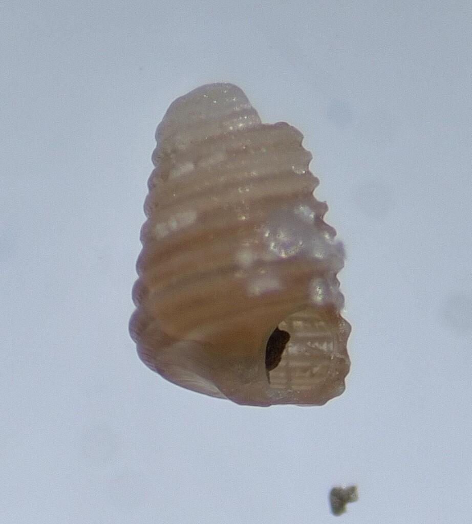 Seila assimilata